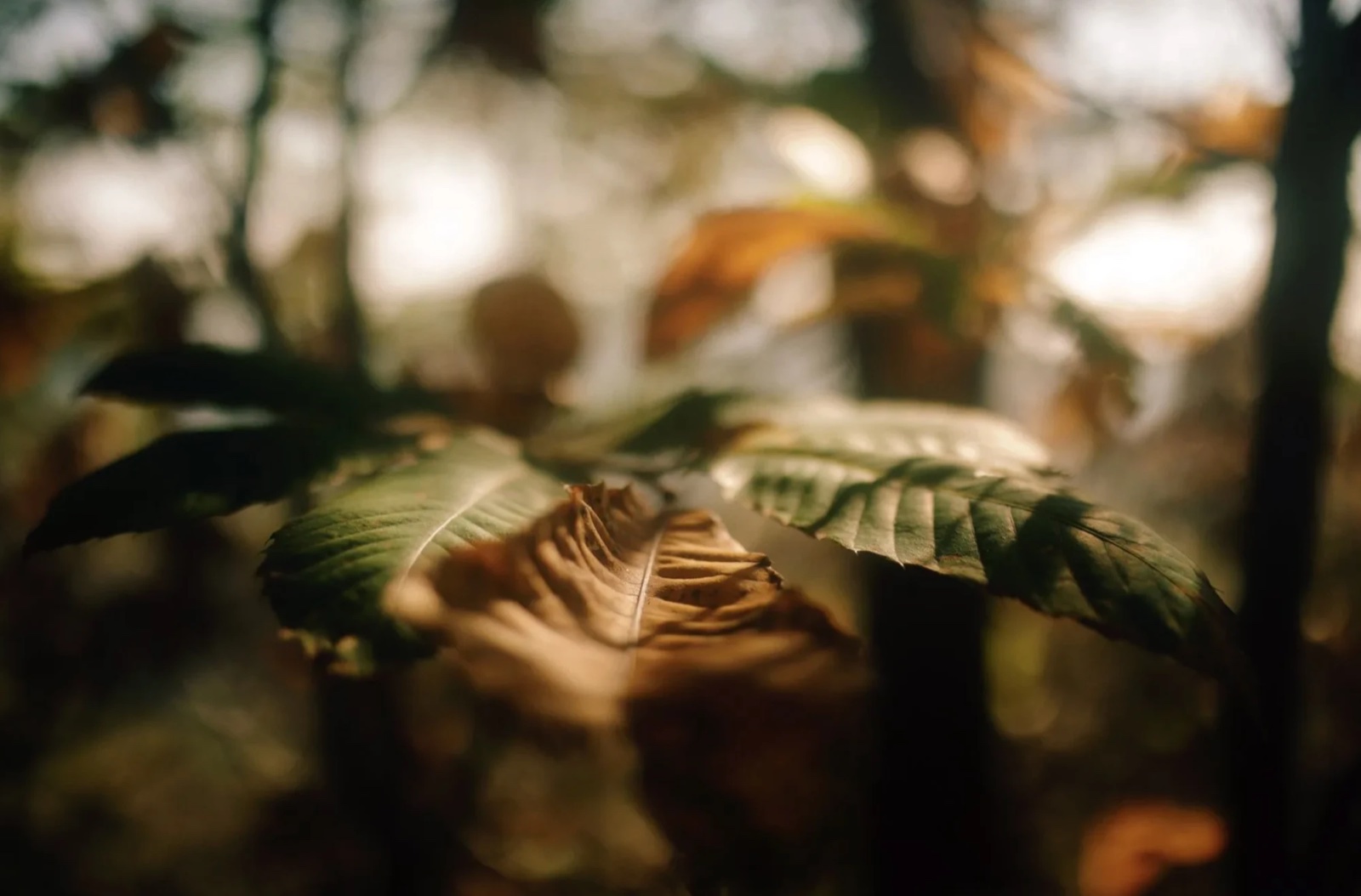 Green leaves with one dry, curled brown leaf among them, in soft autumn light.